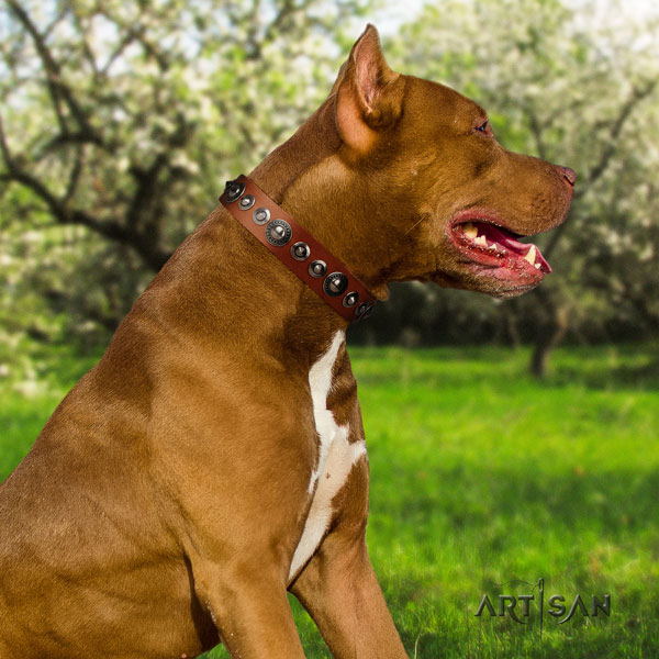 Pitbull exceptional natural genuine leather collar with embellishments for your four-legged friend