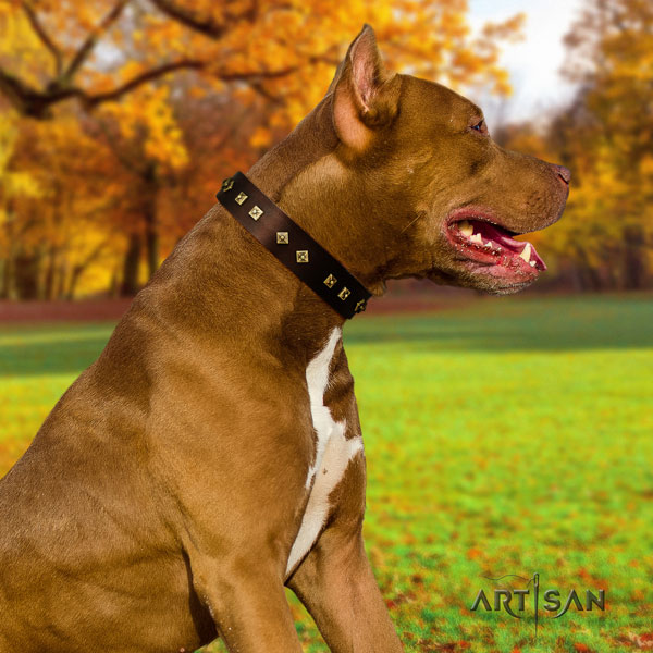 Pitbull trendy full grain leather collar with studs for your dog