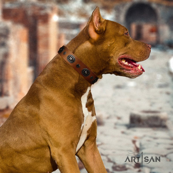 Pitbull designer full grain genuine leather collar with embellishments for your dog