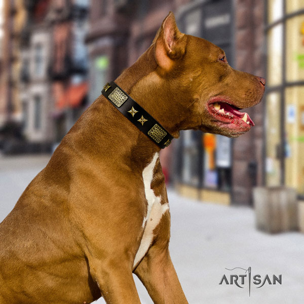 Pitbull unusual genuine leather collar with studs for your dog
