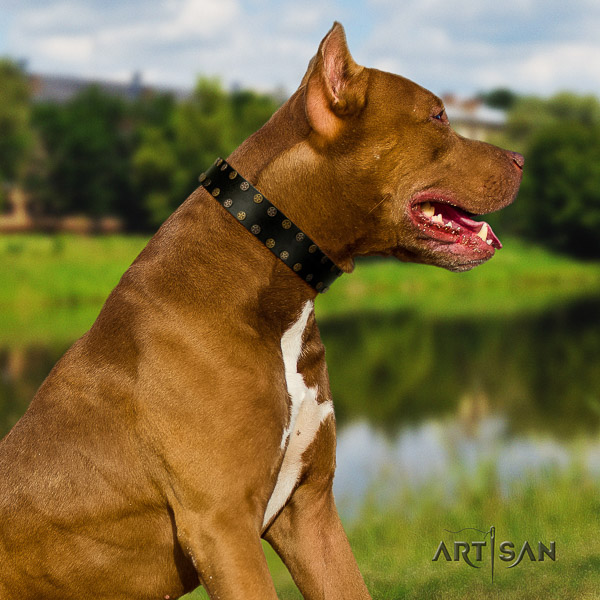 Pitbull stylish adorned natural leather dog collar for stylish walking
