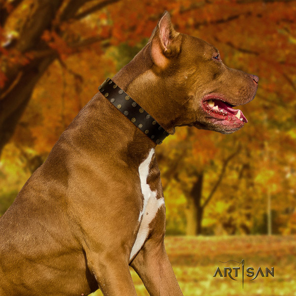 Pitbull significant decorated full grain leather dog collar for everyday walking