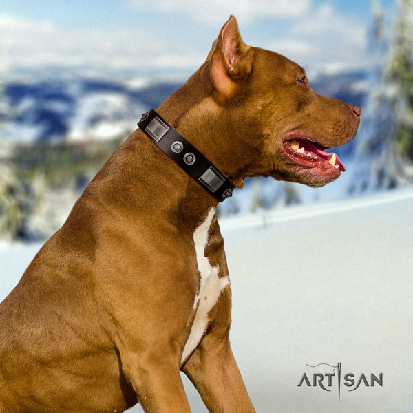 Pitbull adjustable full grain natural leather dog collar with stunning studs