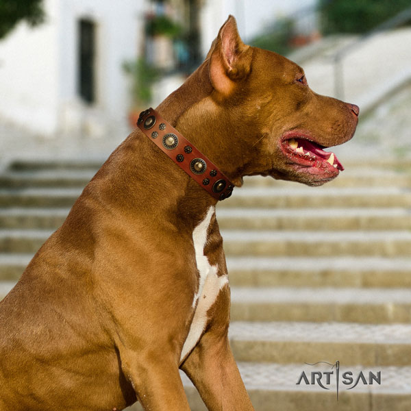Pitbull significant full grain natural leather collar with embellishments for your canine