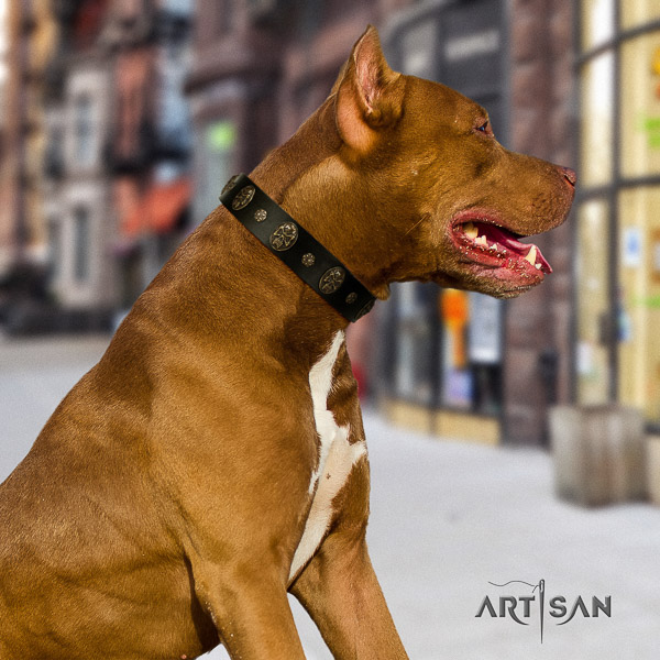 Pitbull incredible studded full grain genuine leather dog collar for fancy walking