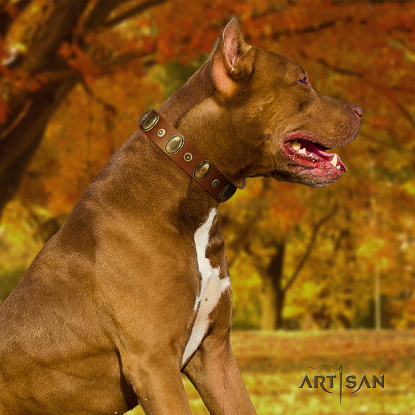 Pitbull inimitable adorned full grain genuine leather dog collar for stylish walking