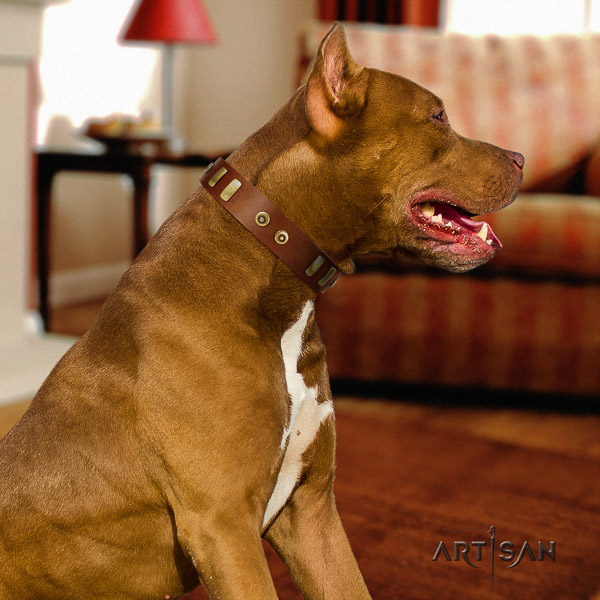 Pitbull inimitable adorned leather dog collar for everyday walking