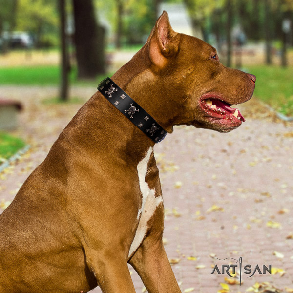 Pitbull stylish design adorned full grain natural leather dog collar for stylish walking
