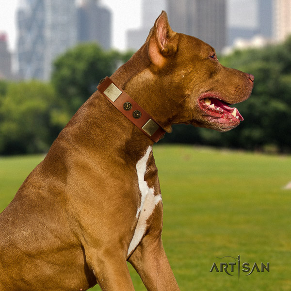 Pitbull impressive adorned natural leather dog collar for everyday walking