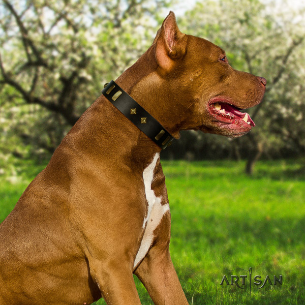Pitbull unique embellished natural leather dog collar for easy wearing