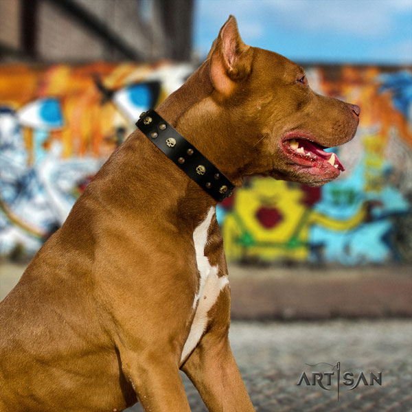 Pitbull fashionable natural genuine leather collar with embellishments for your doggie