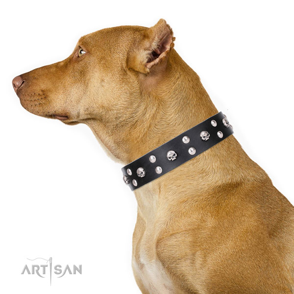 Pitbull impressive full grain genuine leather dog collar for fancy walking