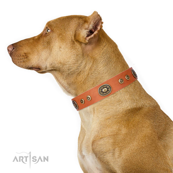 Pitbull stylish leather dog collar for daily walking