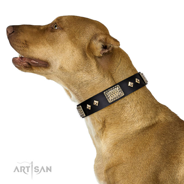 Pitbull best quality full grain natural leather dog collar for stylish walking