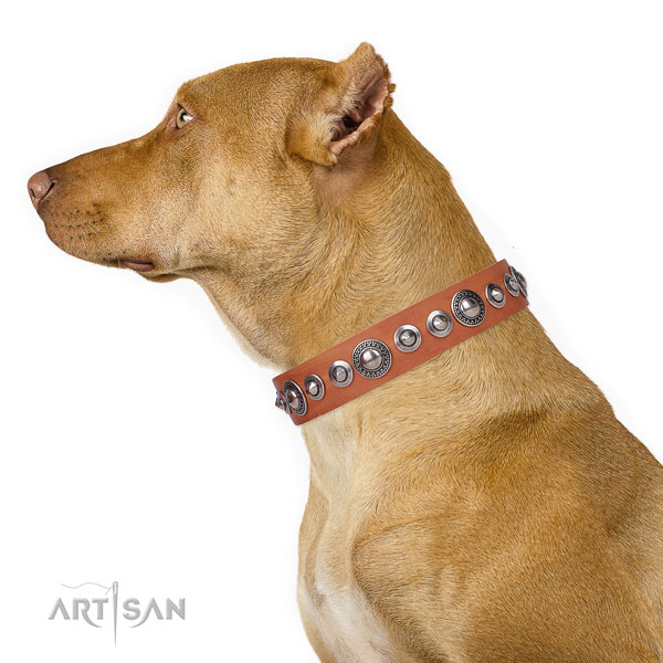 Pitbull trendy genuine leather dog collar for daily use