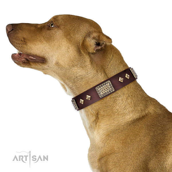 Pitbull exceptional full grain leather dog collar for handy use