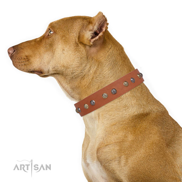 Pitbull handmade full grain natural leather dog collar for walking