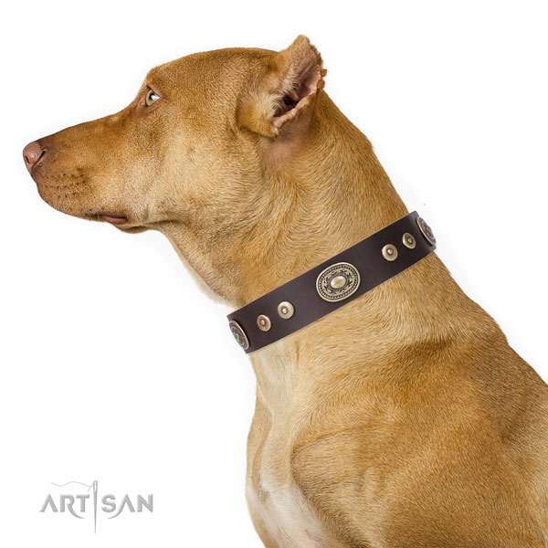 Pitbull stylish genuine leather dog collar for stylish walking