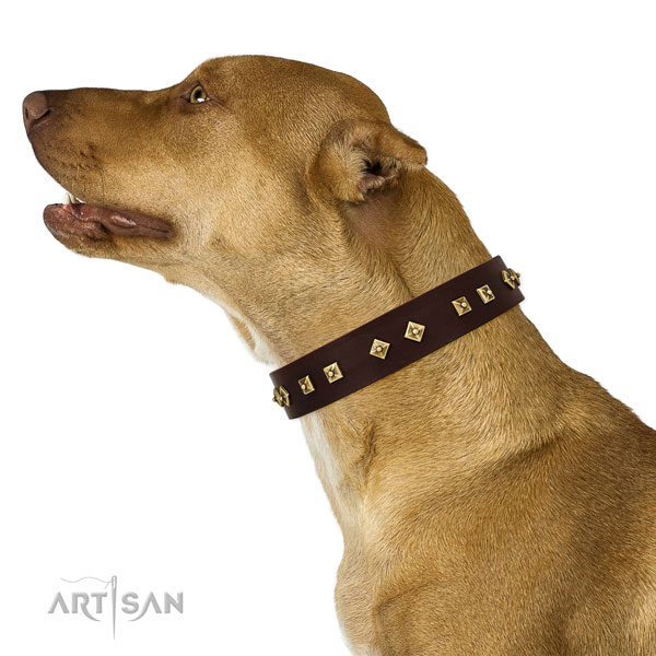 Pitbull easy to adjust leather dog collar for everyday use