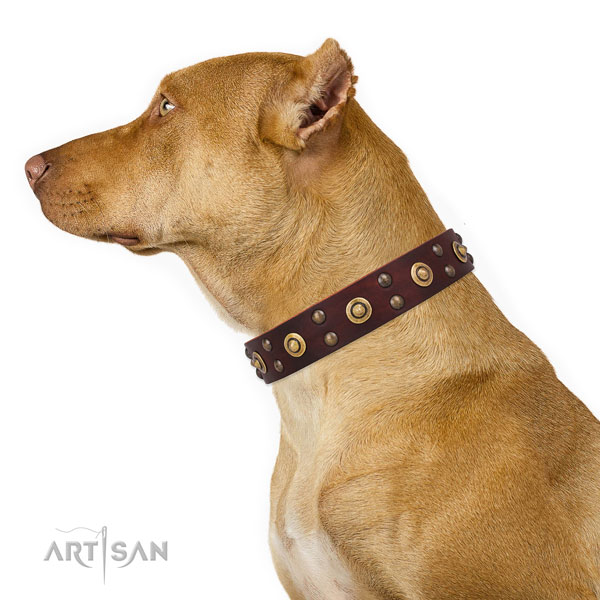 Pitbull inimitable natural genuine leather dog collar for everyday walking