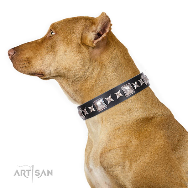 Pitbull adjustable full grain natural leather dog collar for everyday use