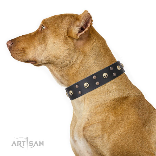 Pitbull handmade genuine leather dog collar for everyday walking