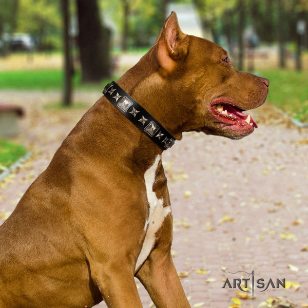 Pitbull exceptional full grain genuine leather collar with embellishments for your canine