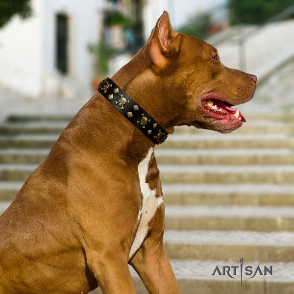 Pitbull impressive natural genuine leather collar with adornments for your pet