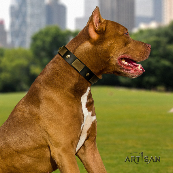 Pitbull top notch embellished leather dog collar for fancy walking