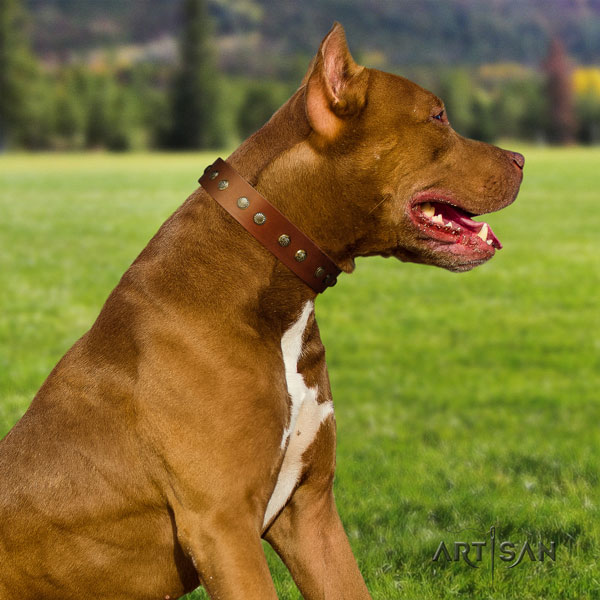 Pitbull stylish design genuine leather collar with studs for your four-legged friend