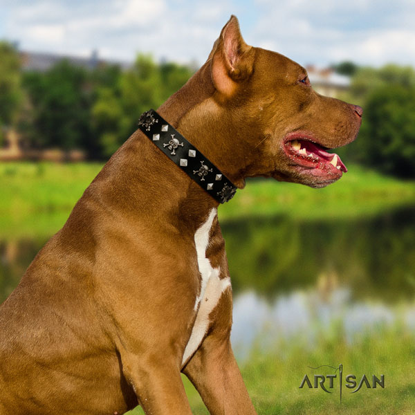 Pitbull unusual full grain natural leather collar with adornments for your pet