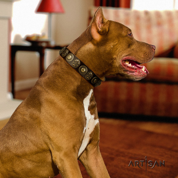 Pitbull exceptional embellished full grain natural leather dog collar for handy use