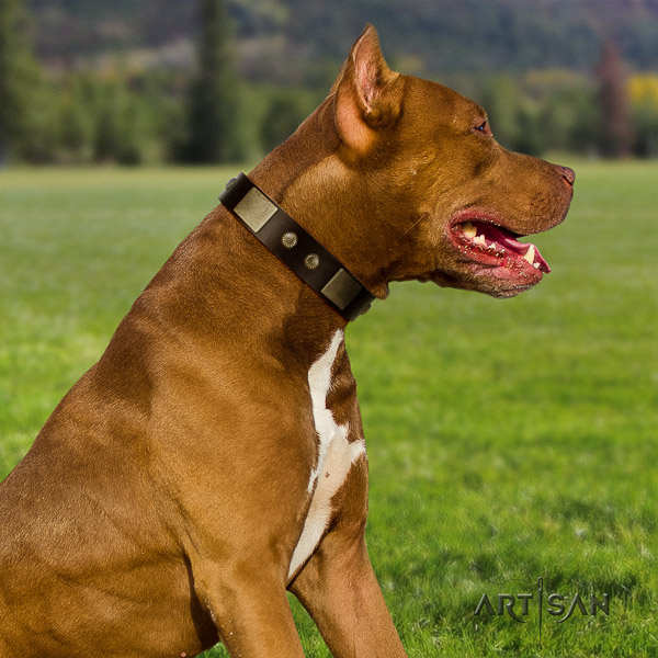 Pitbull top notch decorated natural leather dog collar for handy use