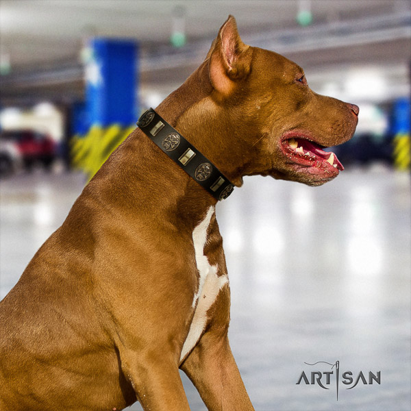 Pitbull trendy studded genuine leather dog collar for fancy walking