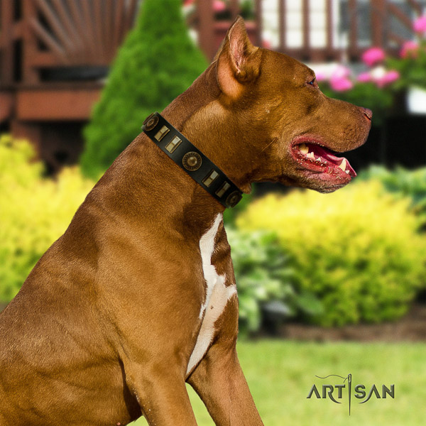 Pitbull impressive embellished full grain genuine leather dog collar for fancy walking