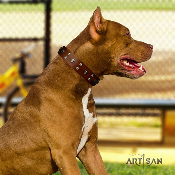 Pitbull handmade natural genuine leather collar with decorations for your four-legged friend