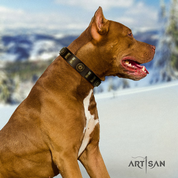 Pitbull inimitable studded full grain natural leather dog collar for easy wearing