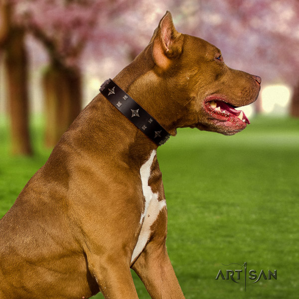 Pitbull amazing decorated genuine leather dog collar for comfy wearing