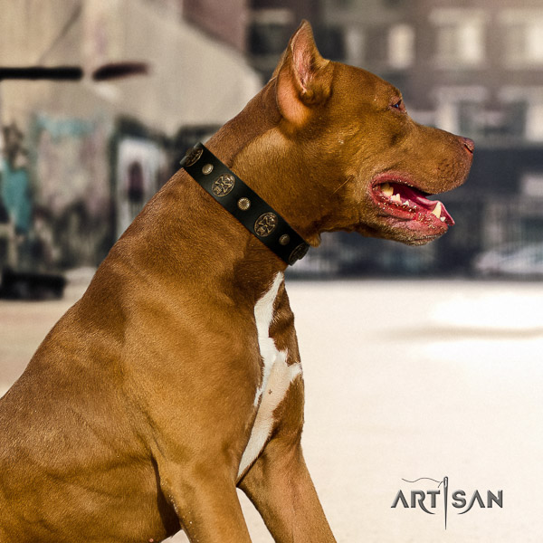 Pitbull impressive adorned full grain natural leather dog collar for easy wearing