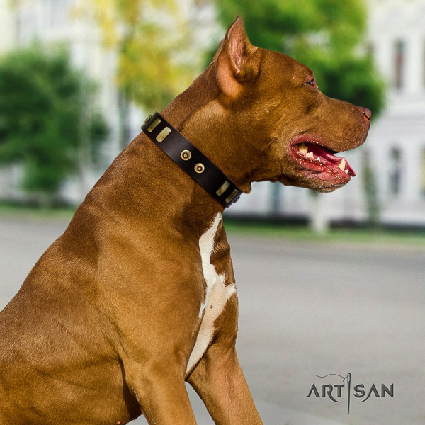 Pitbull significant decorated full grain leather dog collar for stylish walking