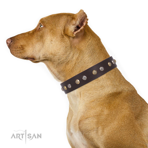 Pitbull best quality natural genuine leather dog collar for daily walking
