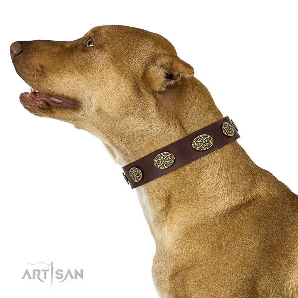 Pitbull remarkable full grain genuine leather dog collar for fancy walking