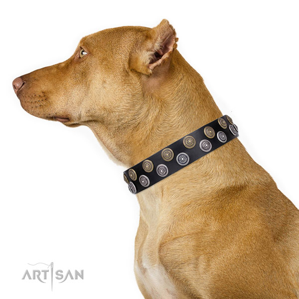 Pitbull awesome full grain genuine leather dog collar for everyday use