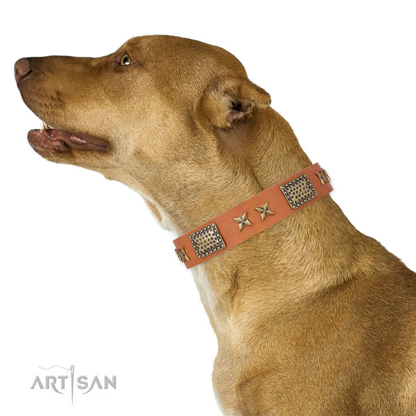 Pitbull designer full grain genuine leather dog collar for walking