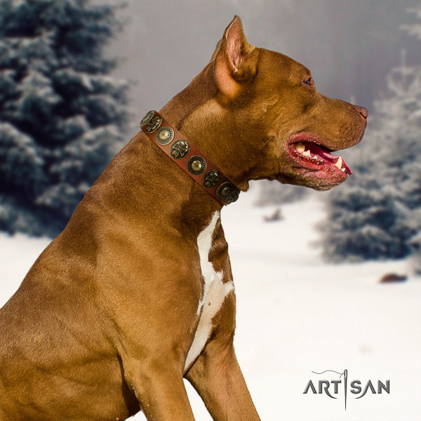 Pitbull remarkable studded full grain genuine leather dog collar for fancy walking