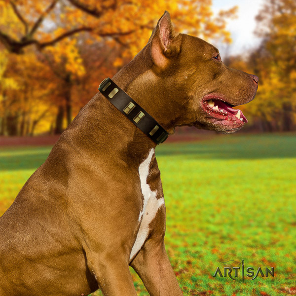 Pitbull amazing embellished full grain natural leather dog collar for comfy wearing