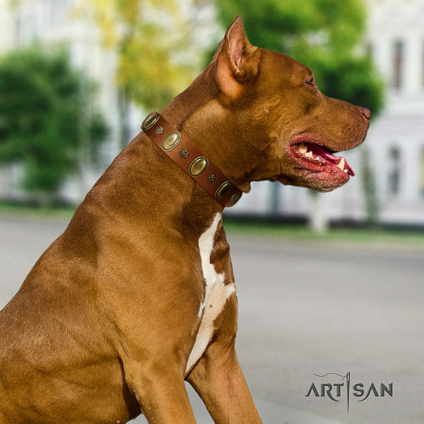 Pitbull impressive decorated full grain genuine leather dog collar for comfortable wearing