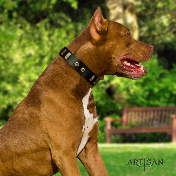 Pitbull stunning studded leather dog collar for comfortable wearing