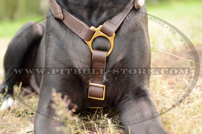 FBH4 - French Bulldog Personalized Military Leather Harness - Pit