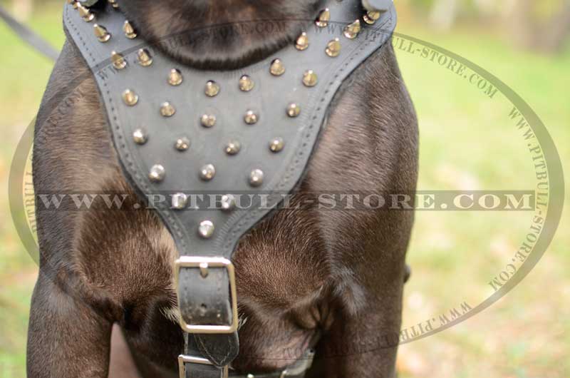 Best Studs and Spikes Leather Dog 【Collar】 for Pitbull : Pitbull Breed: Dog  Harnesses, Collars, Leashes, Muzzles, Breed Information and Pictures